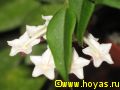 Hoya lanceolata ssp. bella